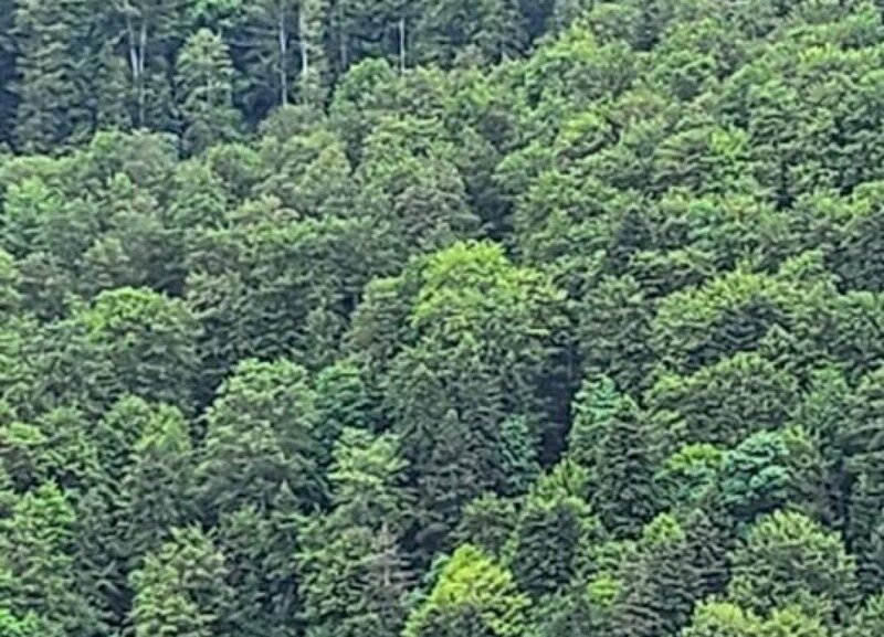 Apartament de lux de vanzare in Sinaia - Zona Platou Izvor